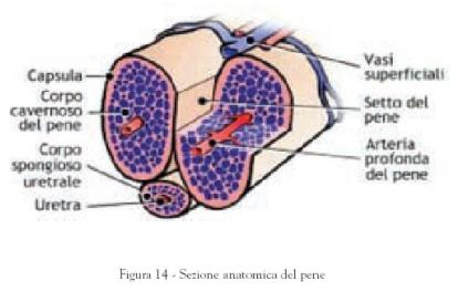 con lerezione, il testicolo si alza in alto